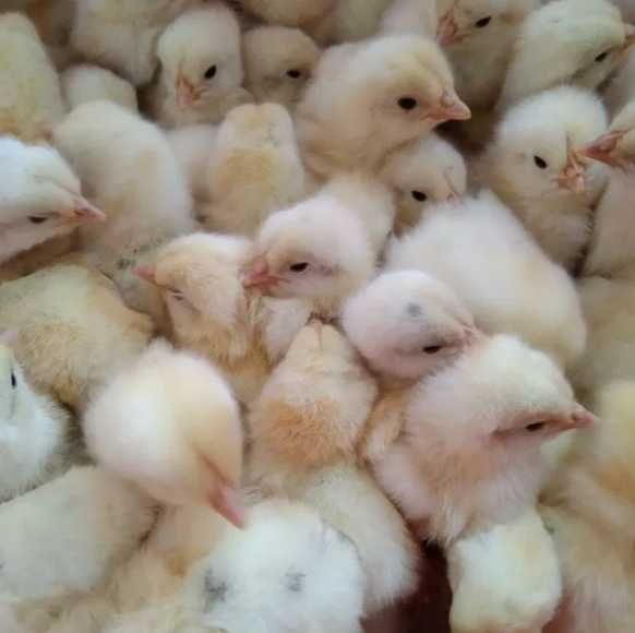 Товуқ, курка жўжалари