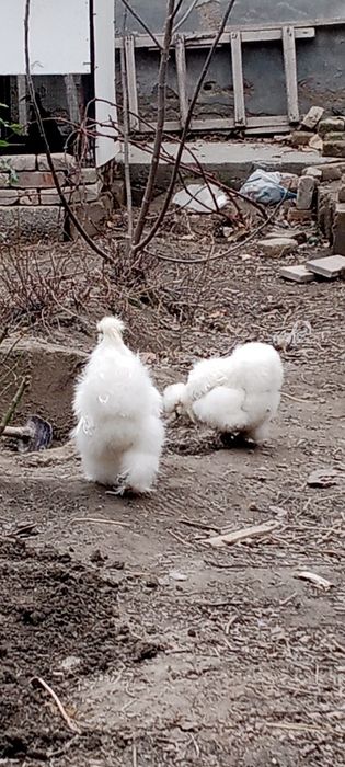 Декоративные товуклар сотилади