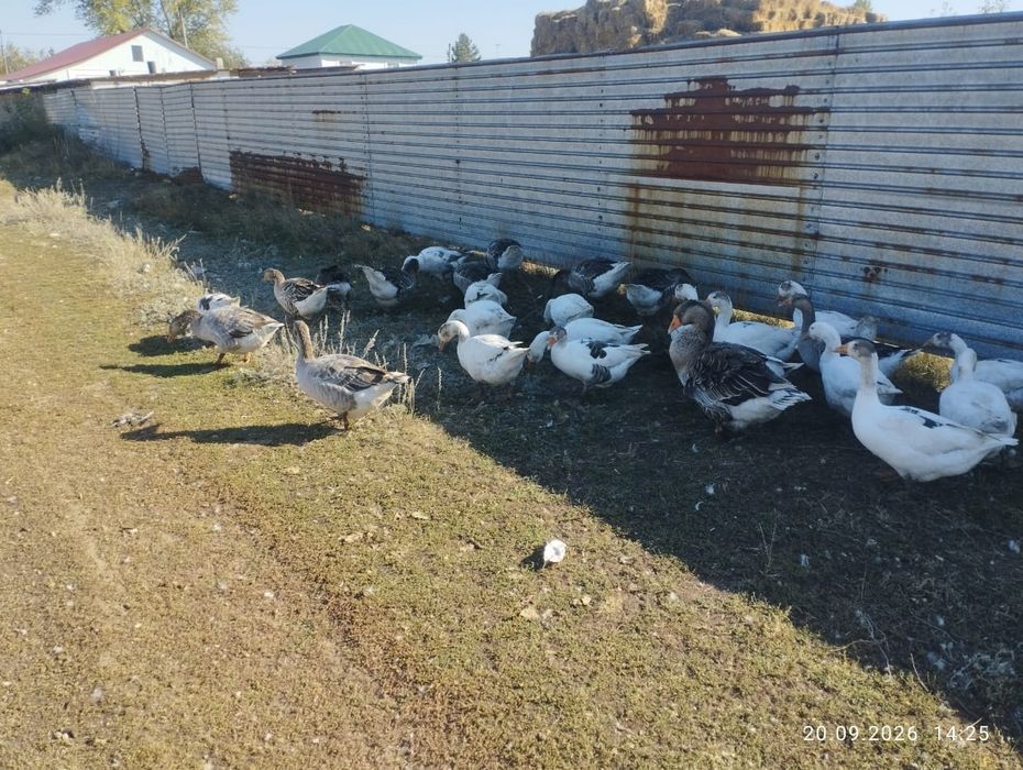 Продам крупных домашних гусей.