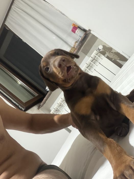 Doberman mascul