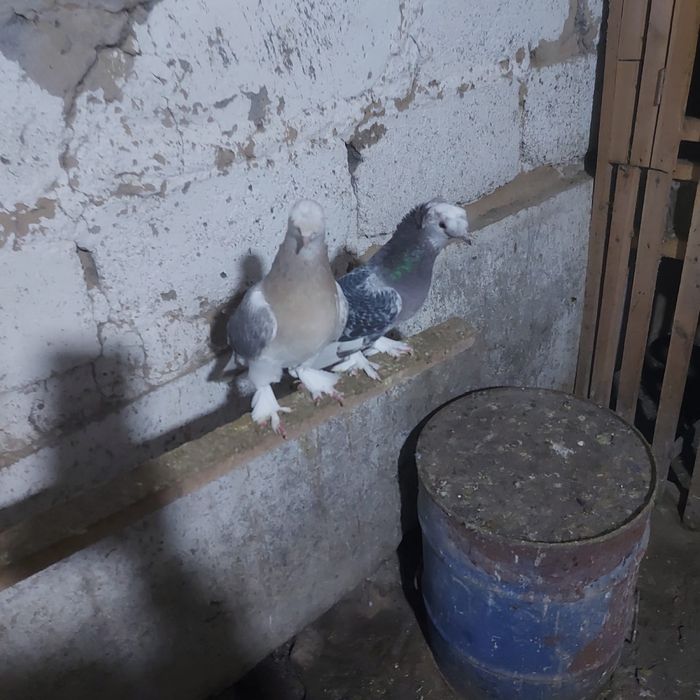 Такла двух чуби насачуби самец оба