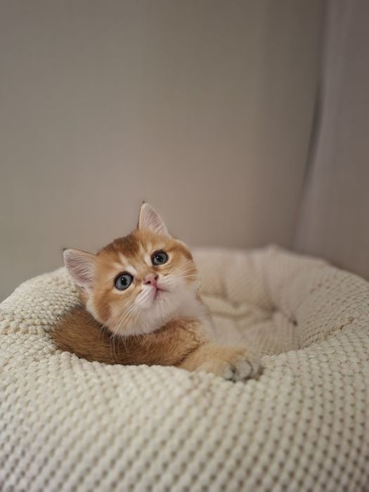 Tara Reed porno rasmlar