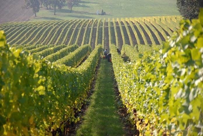 Vând struguri de vin cu transport la domiciliu
