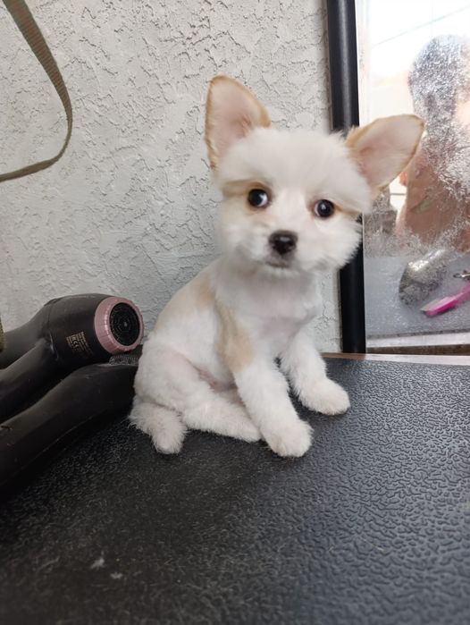 Frizerie canina /Tuns căței  talie mica