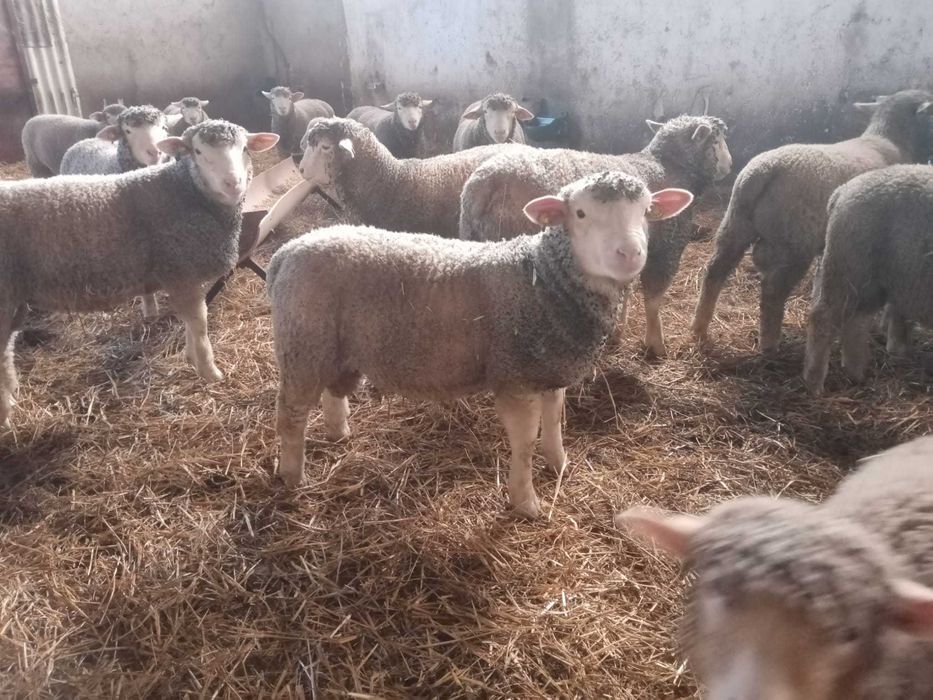 Mieluțe și berbeci île de france cu certificat.