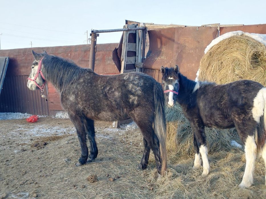 Продам кабылу и жеребёнка