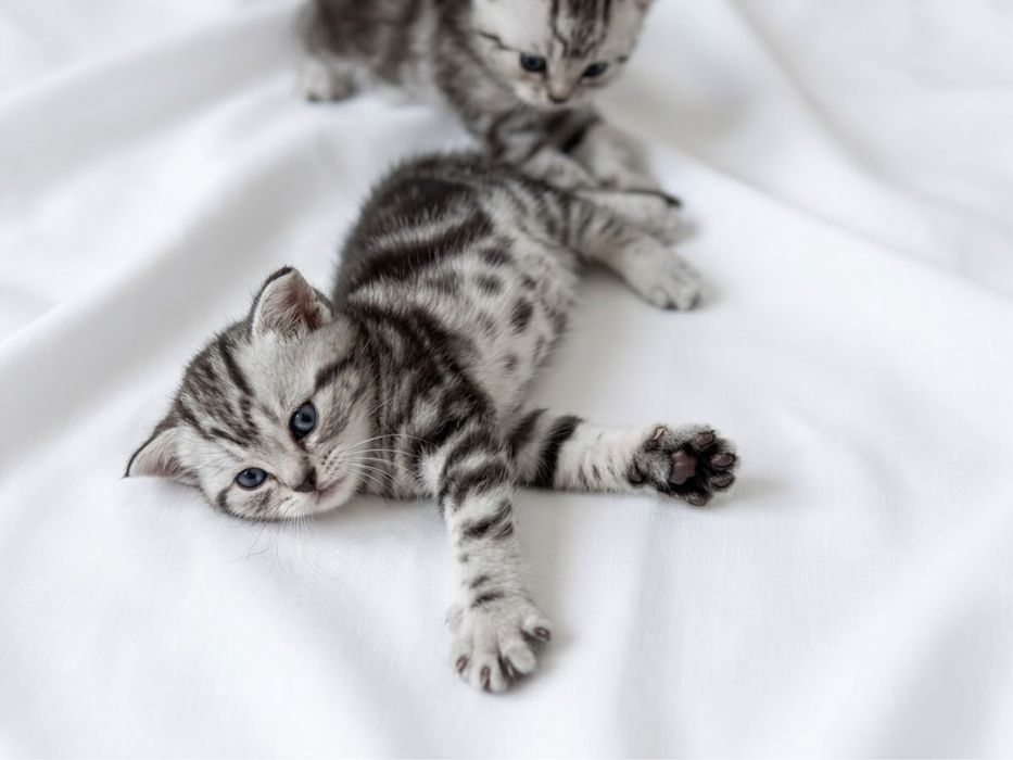 продам шотланских котят