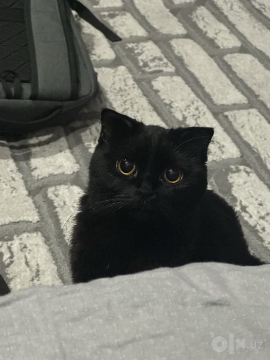 Скотиш фолд Кошка