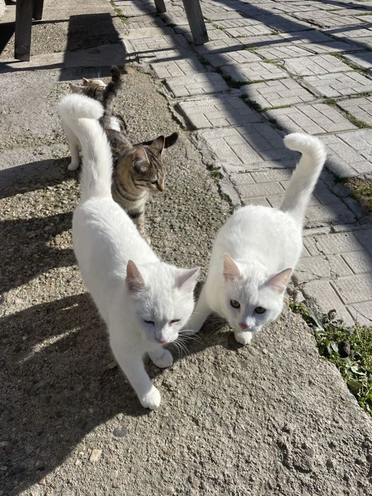 Подарявам котета