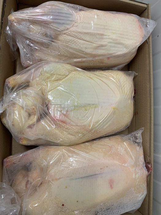 Домашна Еко Патица Патка