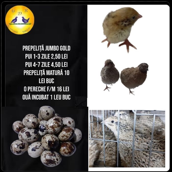 Prepelițe si oua incubat / consum bio