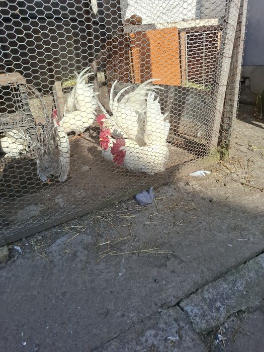 Cocoșei rasa cheabo