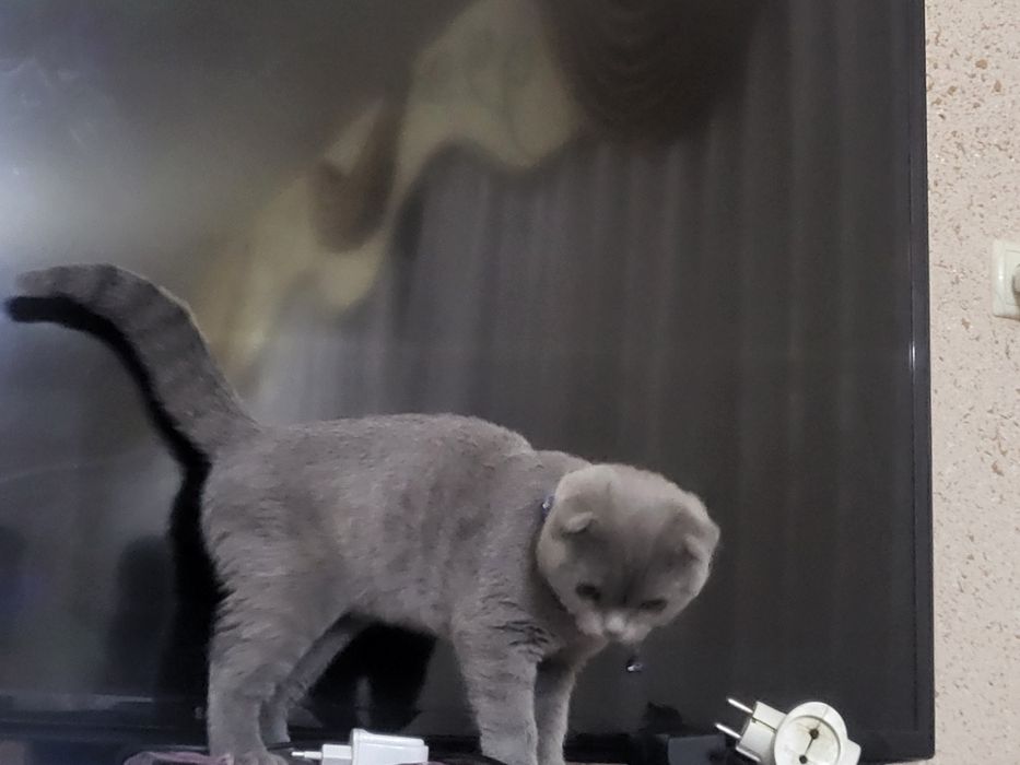 Mushukcha skotish fold toza britanski