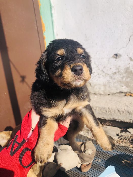 Раздаем шенят город шахтинск