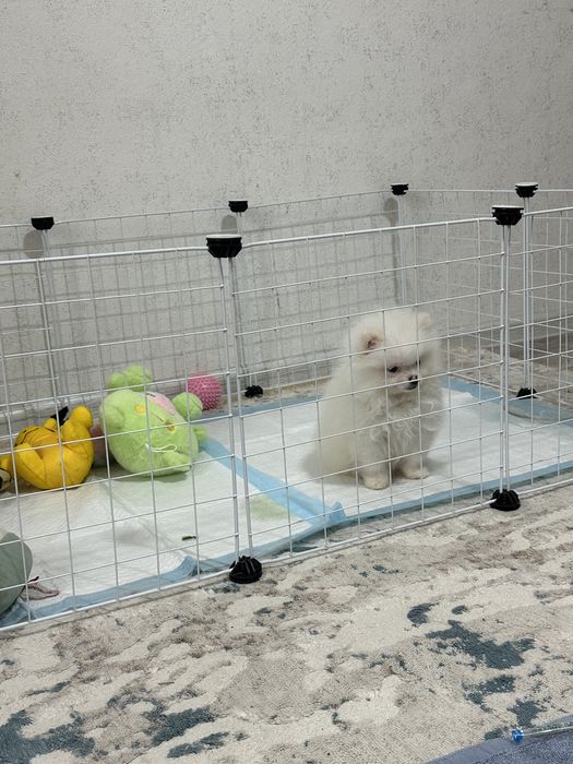 продам щеночка , шпиц мини 2.5 месяцев