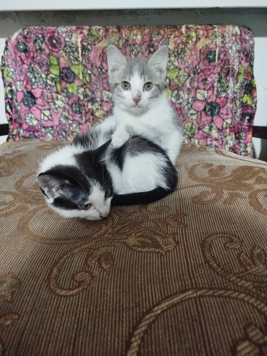 Отдам котят в добрые руки