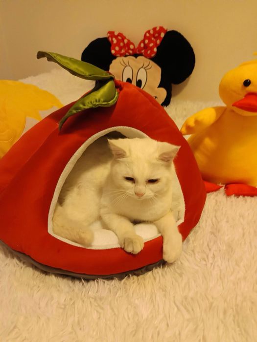 Casute pentru pisici