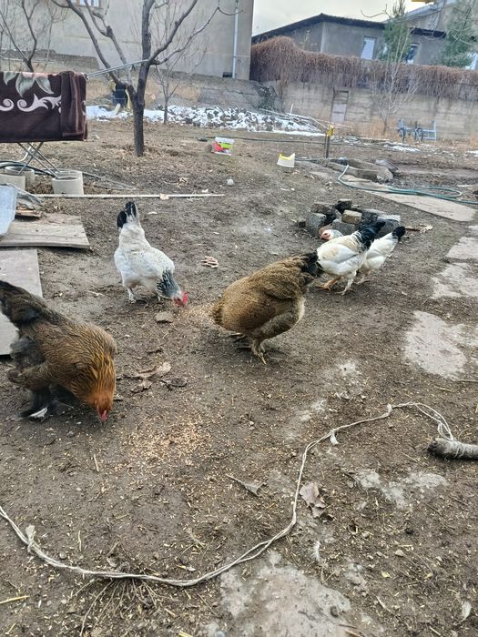 Куры все молодые