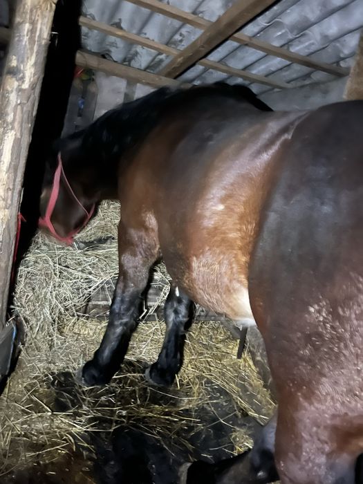 Armasar  2 ani jumate de monta