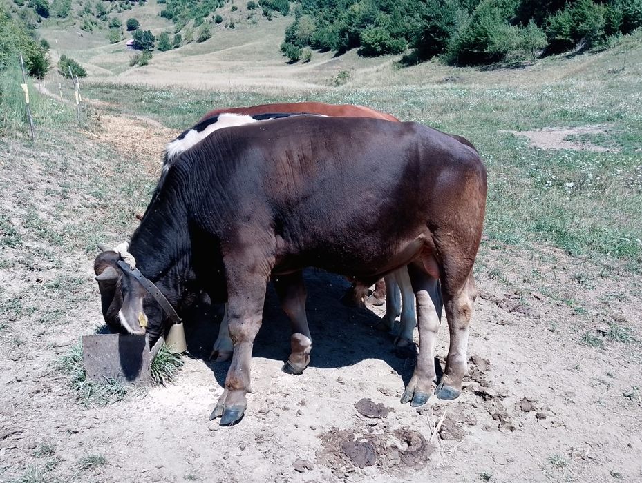Tauras de vanzare