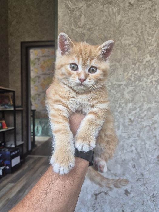 В продаже 2 котенка