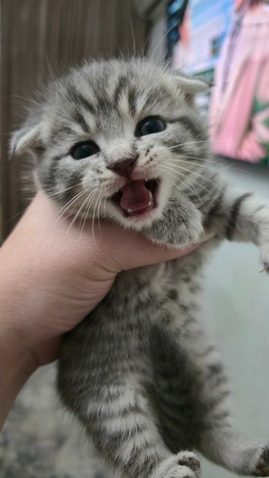 Продаются котята