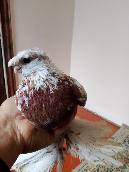 Голуби.капканы двухчубые