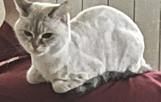 отдам бесплатно кошку срочноо