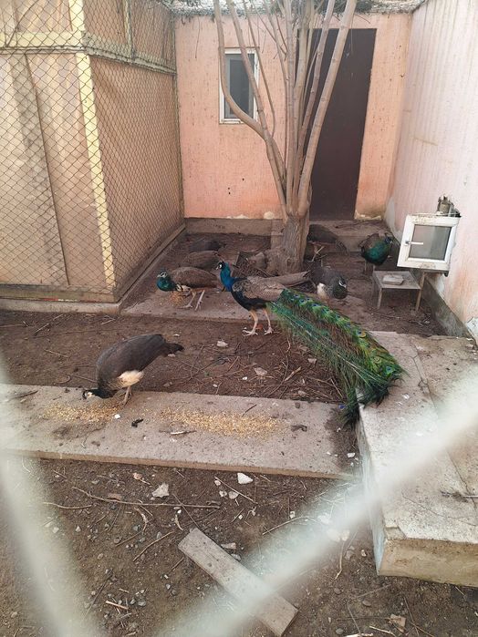 Индийский павлин