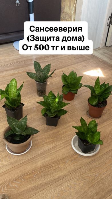 Комнатные цветы продам