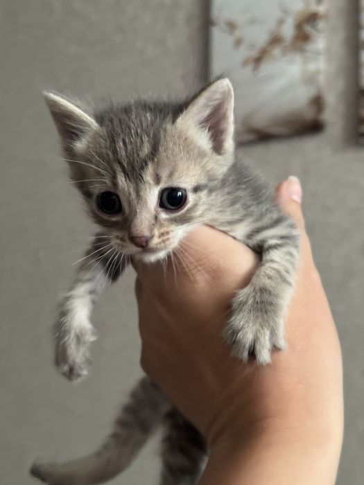 Отдам малышей-котяток