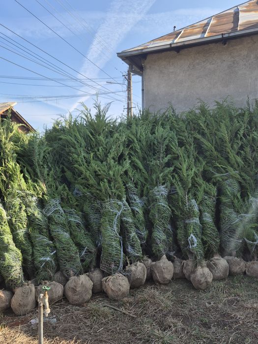 • Vand cupressus leylandii
• Ideal pentru formarea unui gard viu verde veșnic natural 

• Înălțime 2.5m - 3m după plantare

• Livrez si plantez în toa