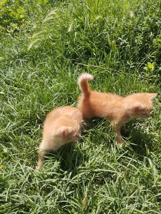 котята бесплатно