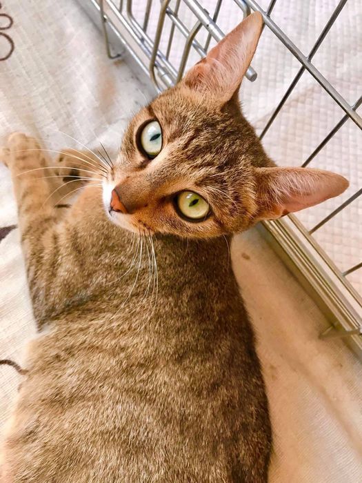 Котета за осиновяване