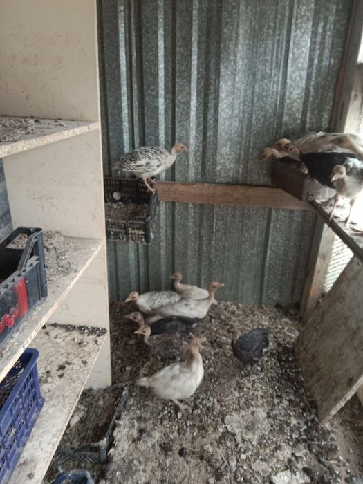 Продам индюшку и индюшат.