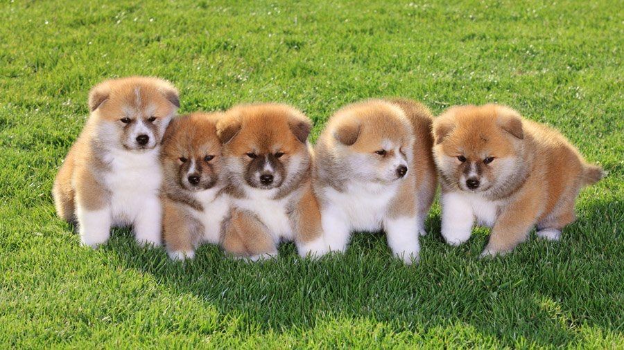 Как выглядят японские собаки Akita Samarqand viloyati: Akita kuchugini sotib olish - OLX Samarqand viloyati e