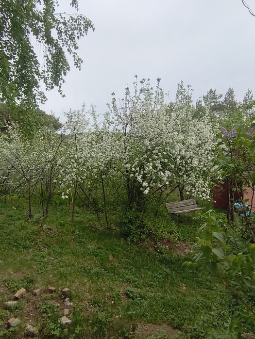Продам дачу в Новой Бухтарме