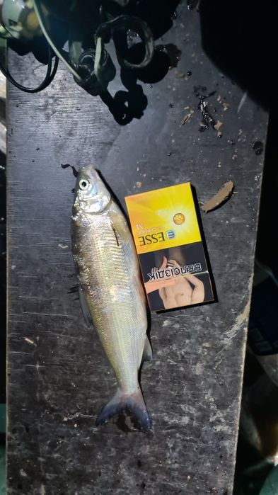 Пелядь рипус карп