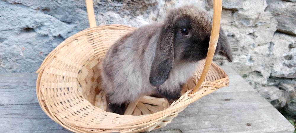 Iepurasi pitici berbec german - mini lop - trimit in tara