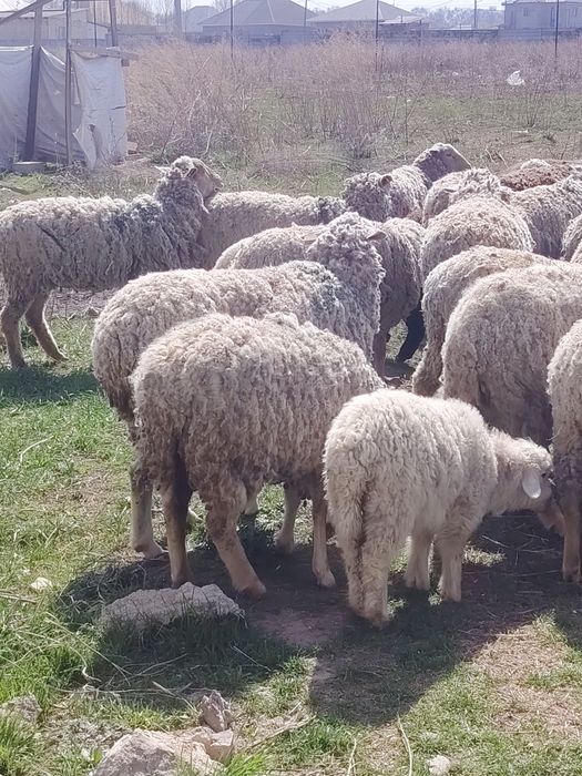 Бараны ягненок козы