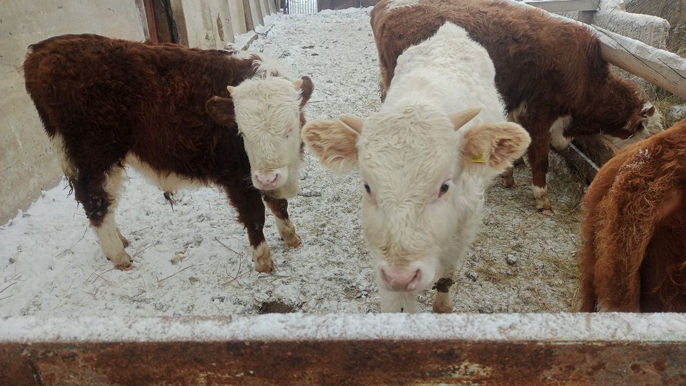 Бычки годдовалые 6 голов