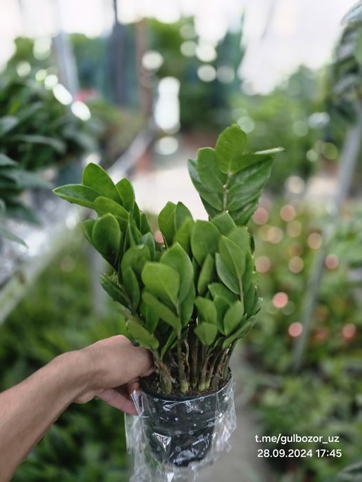 Комнатные растения Hona va ofis uchun gullar