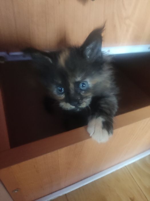 Продам кошечку породы Мейн-кун