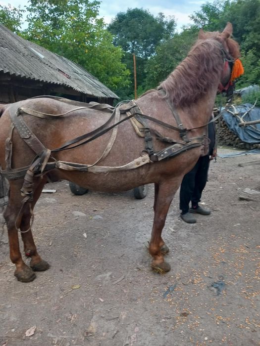 Vand cal in vârstă de 14 ani