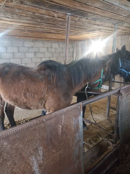 Продам лошадей ...