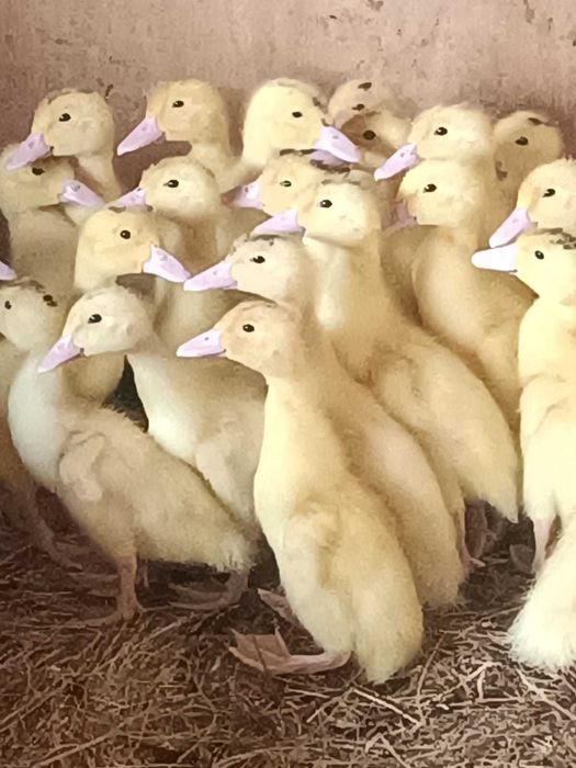 Яйцо на инкубацию