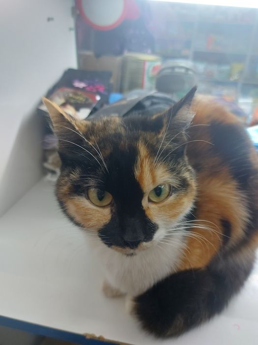 отдам даром котиков и кошечек