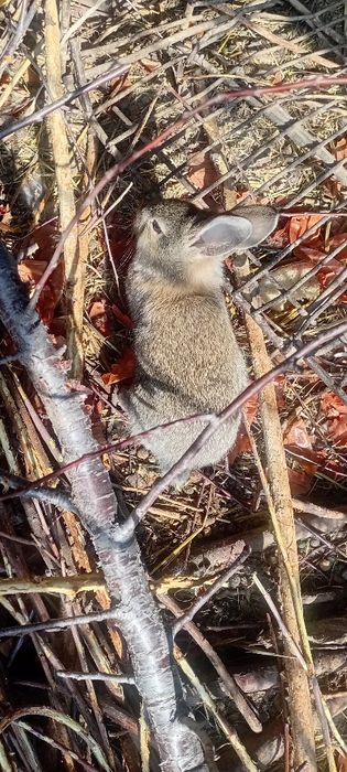 Damashniy quyon bolalari