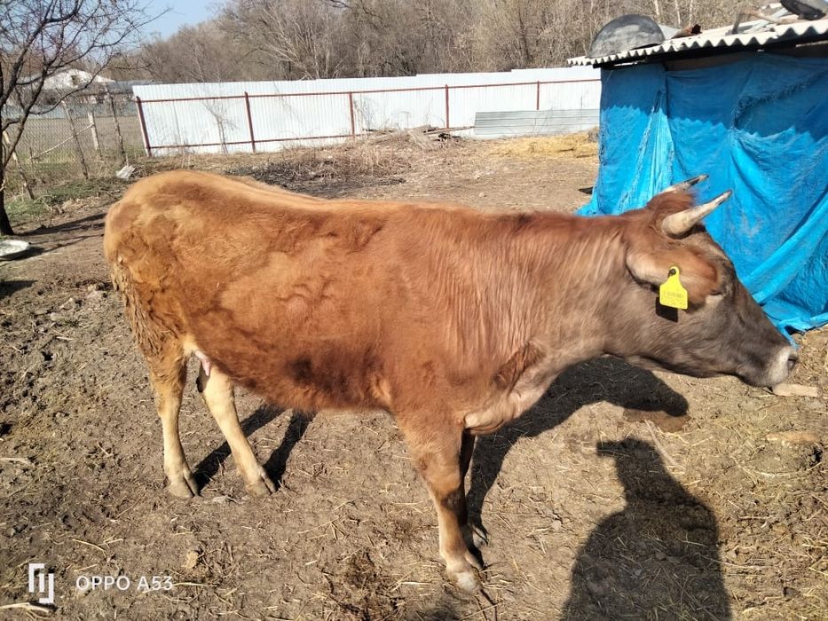 Коровы / сиыр / тёлочки