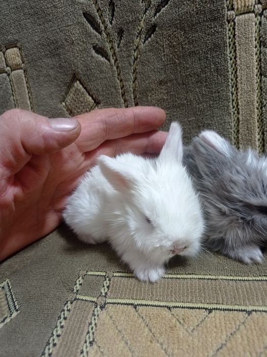 Кролик декоративный вислоухие